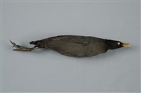 藏品(紅冠水雞)的圖片